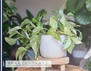 Styling with Plants: 20 Greenery Techniques for a Fresh Look 2 Discover 20 creative greenery techniques for styling with plants in your home. Enhance aesthetics and health with indoor plants and plant styling tips!